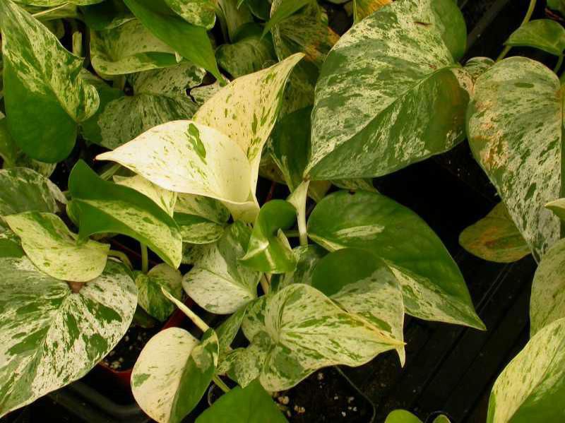 Golden pothos (Epipremnum aureum)